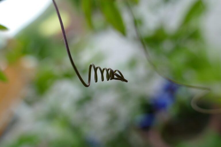 Glicine giovane che non fiorisce, possibile pianta da seme con attesa di 10 anni per la fioritura.