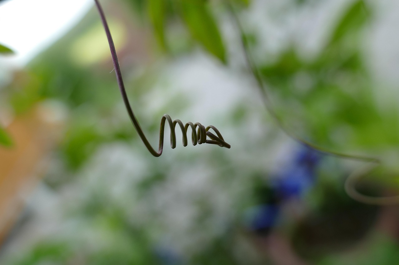 Glicine giovane che non fiorisce, possibile pianta da seme con attesa di 10 anni per la fioritura.