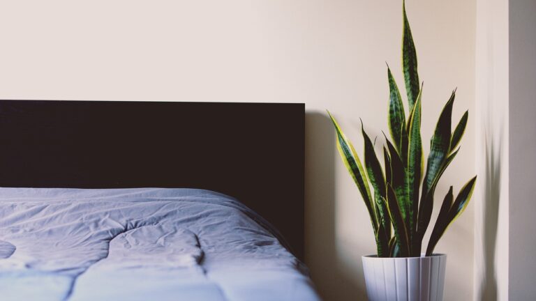 Sansevieria e Aloe in un ambiente di camera da letto, piante che purificano l'aria.