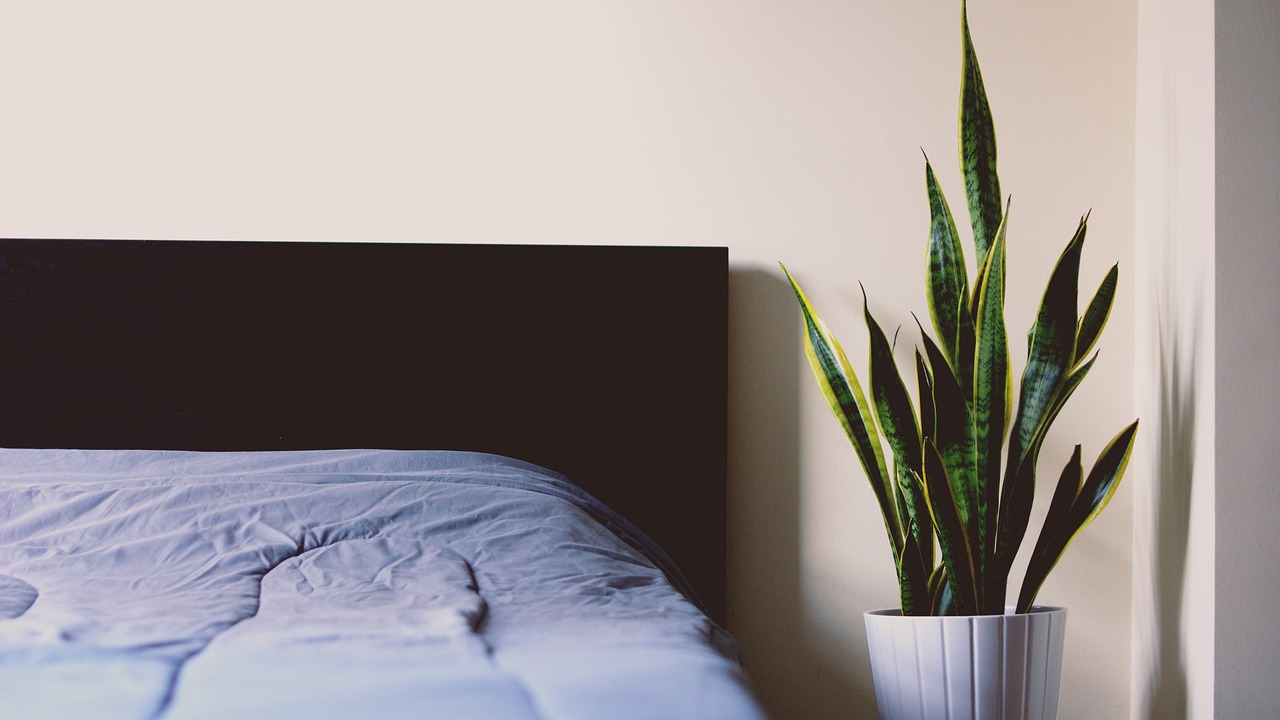 Sansevieria e Aloe in un ambiente di camera da letto, piante che purificano l'aria.