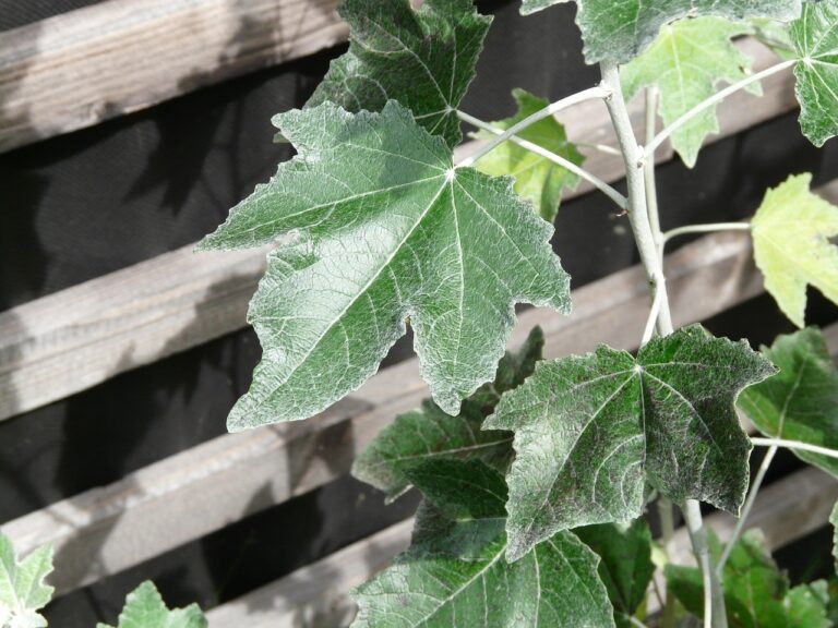 Foglie colpite da Oidio, evidenziando la polvere bianca tipica della malattia fungina.