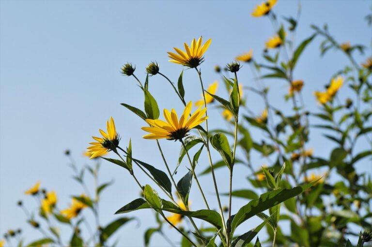 Fiori gialli di topinambur con tuberi visibili nel terreno circostante.