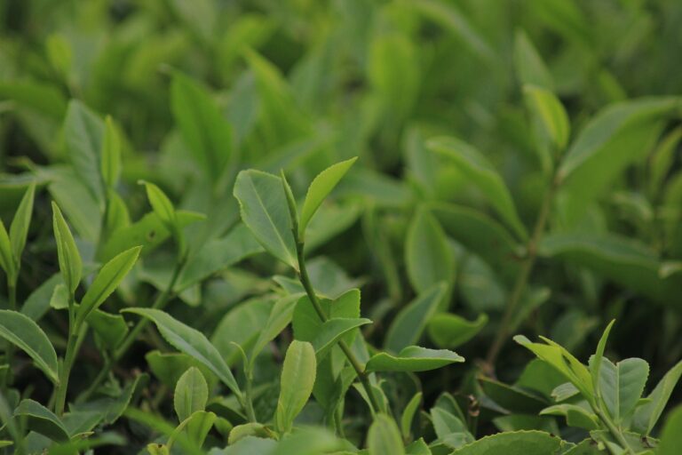 Pianta di Camellia Sinensis in un giardino italiano, esposta a condizioni climatiche fredde.
