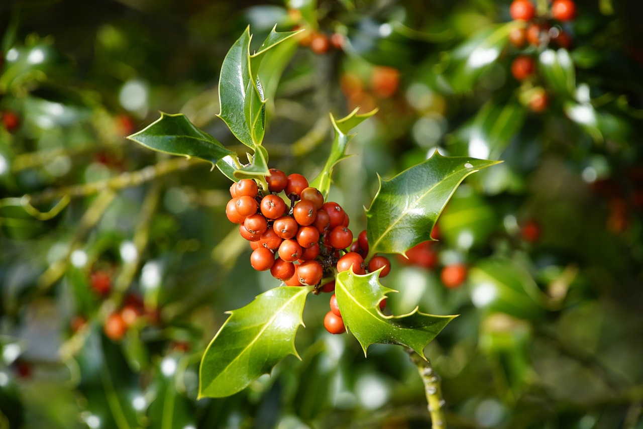 Agrifoglio femmina con bacche rosse, simbolo di fortuna natalizia.
