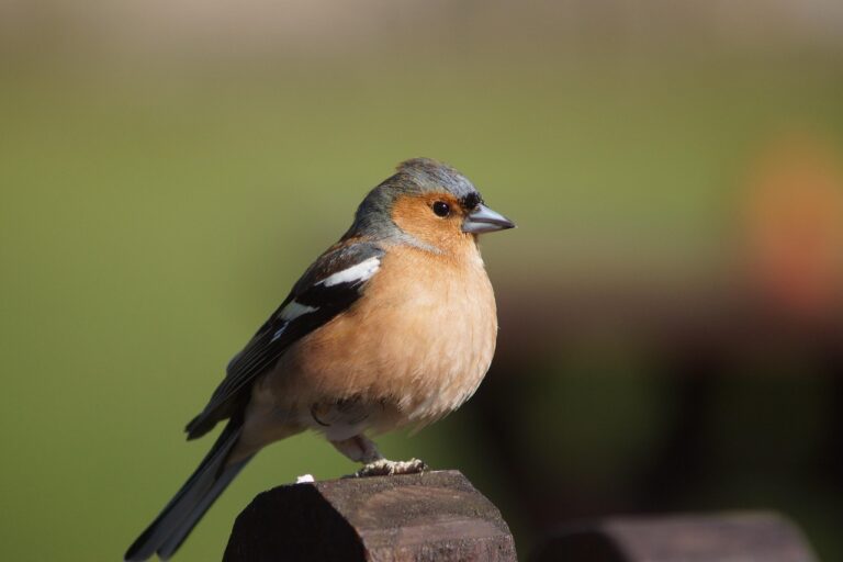Pettirosso che mangia semi di girasole decorticati come alternativa ai pinoli.