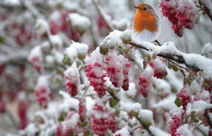 Pettirosso che canta su un ramo spoglio, simbolo dell'arrivo dell'inverno.
