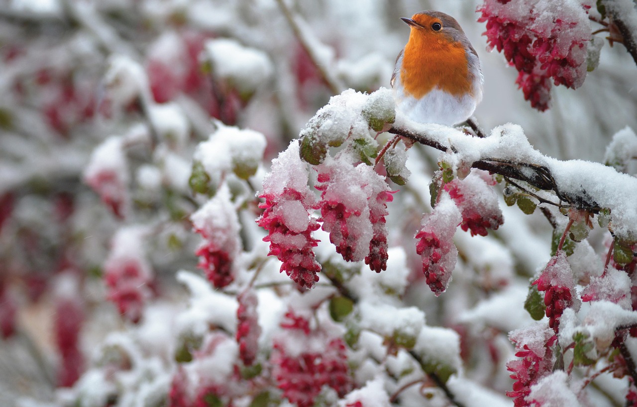 Pettirosso che canta su un ramo spoglio, simbolo dell'arrivo dell'inverno.