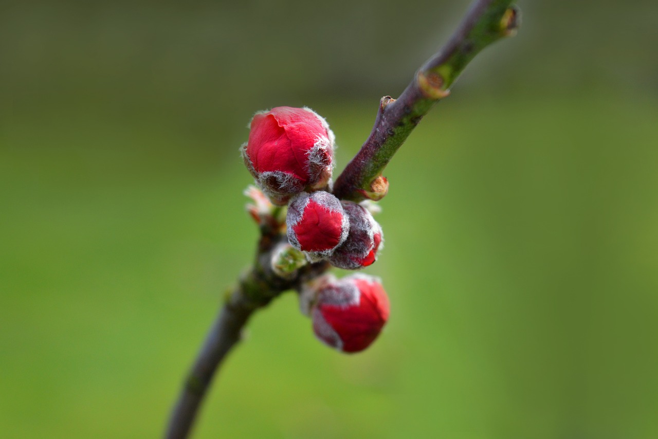 Cocciniglie sulle foglie di una pianta, con un batuffolo di cotone imbevuto di alcool accanto.