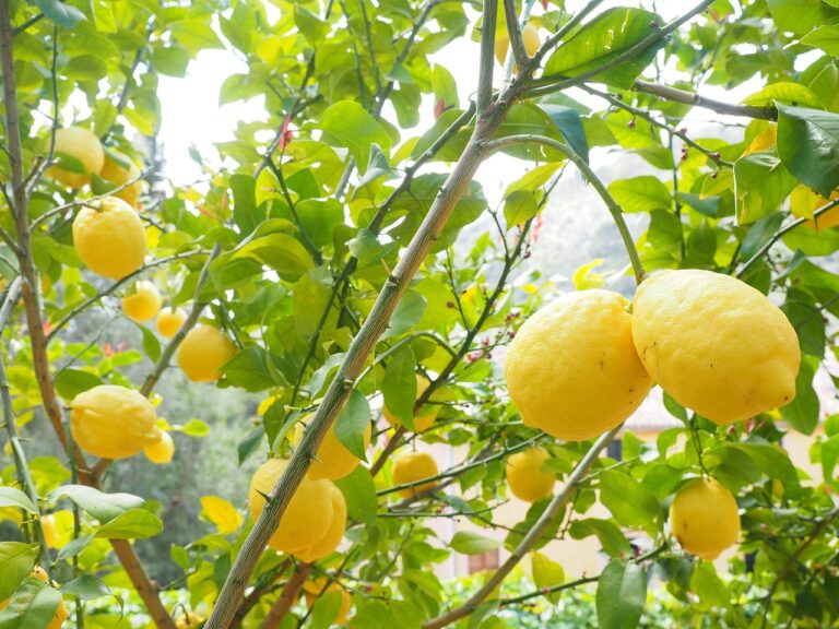 Limoni in vaso con frutti maturi, circondati da foglie verdi e un concime naturale in primo piano.