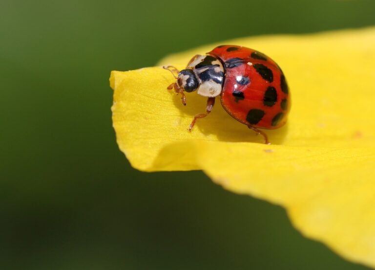 Coccinella su una foglia verde vicino a fiori di calendula e fiordaliso in un giardino.